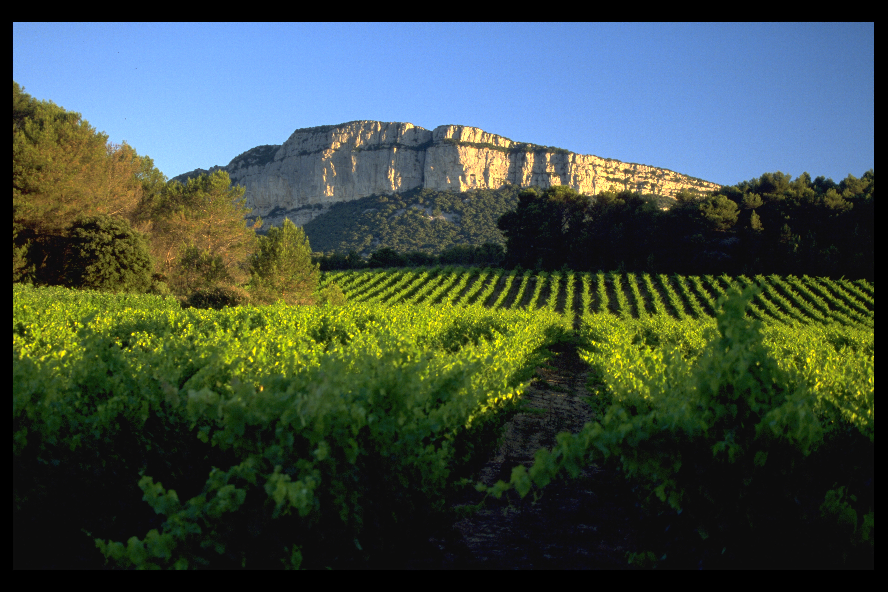 Pic saint loup 2